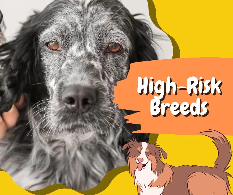 Matted Dog Hair Tips for Grooming & Prevention