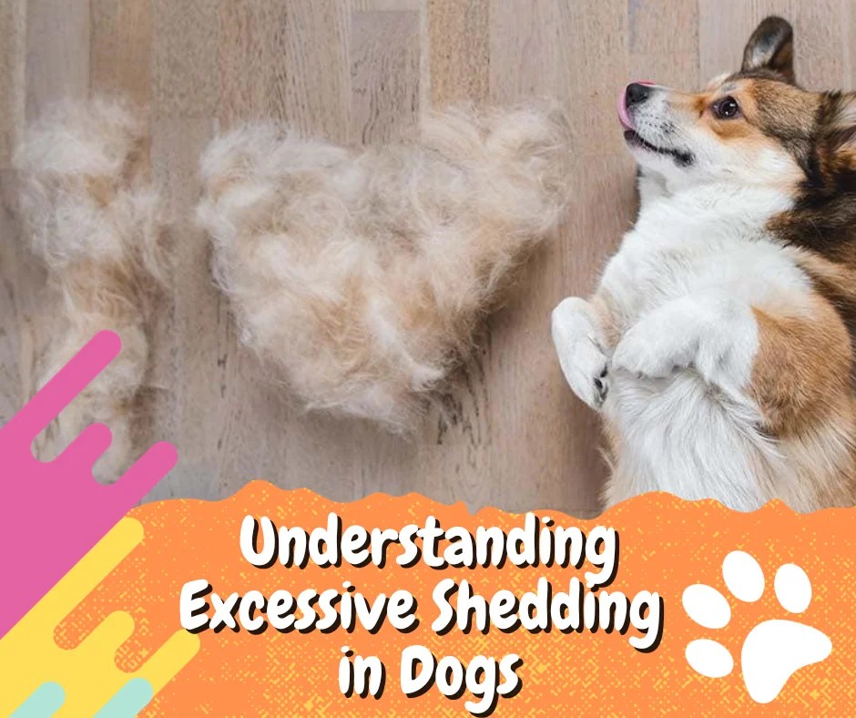 How to Manage Dog Excessive Shedding?