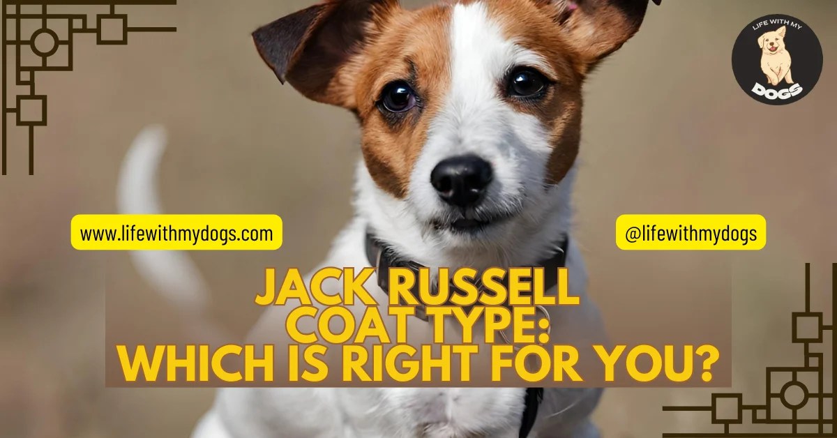 Jack Russell Coat Type Which is Right for You? Life With My Dogs
