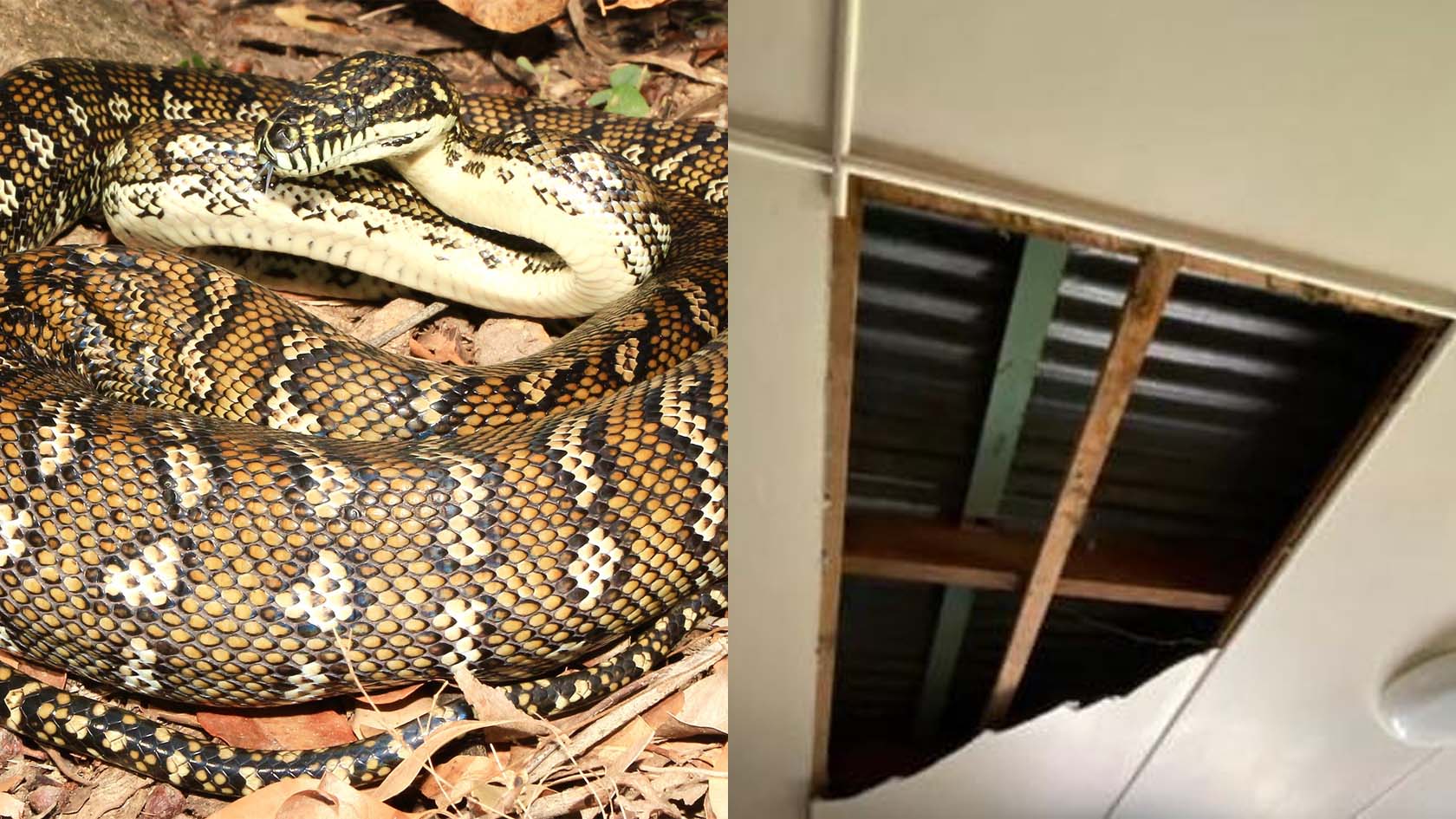 Huge Carpet Pythons Smash Hole In Ceiling Of Brisbane Retiree