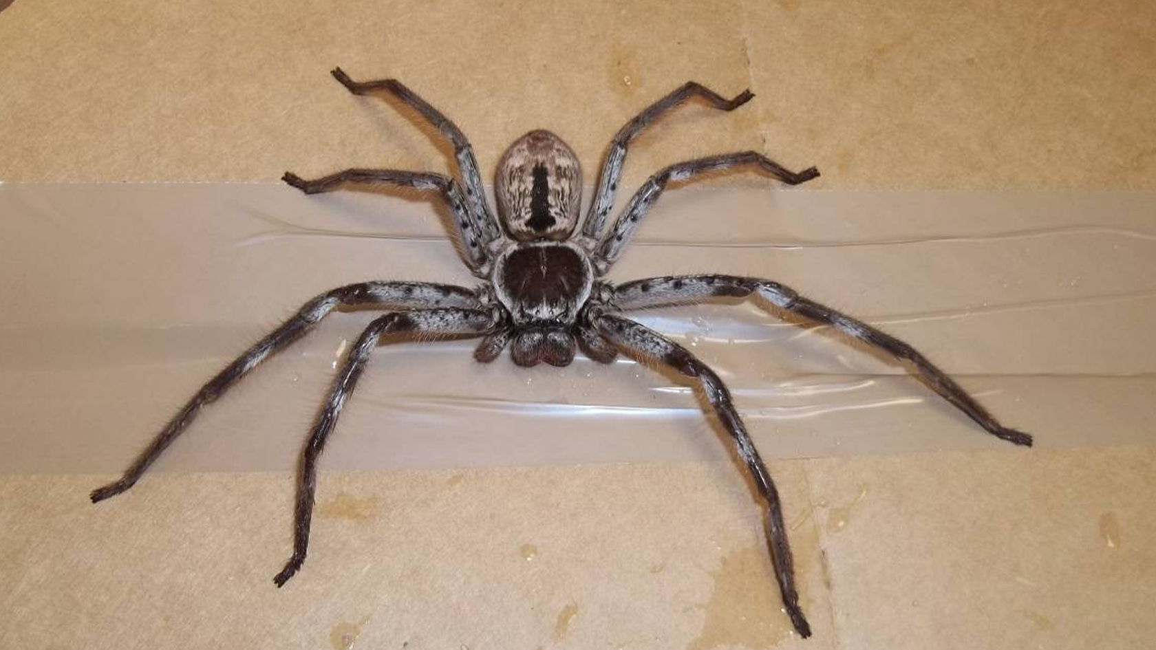 Hordes Of Huntsman Spiders Are Popping Up All Across Australia