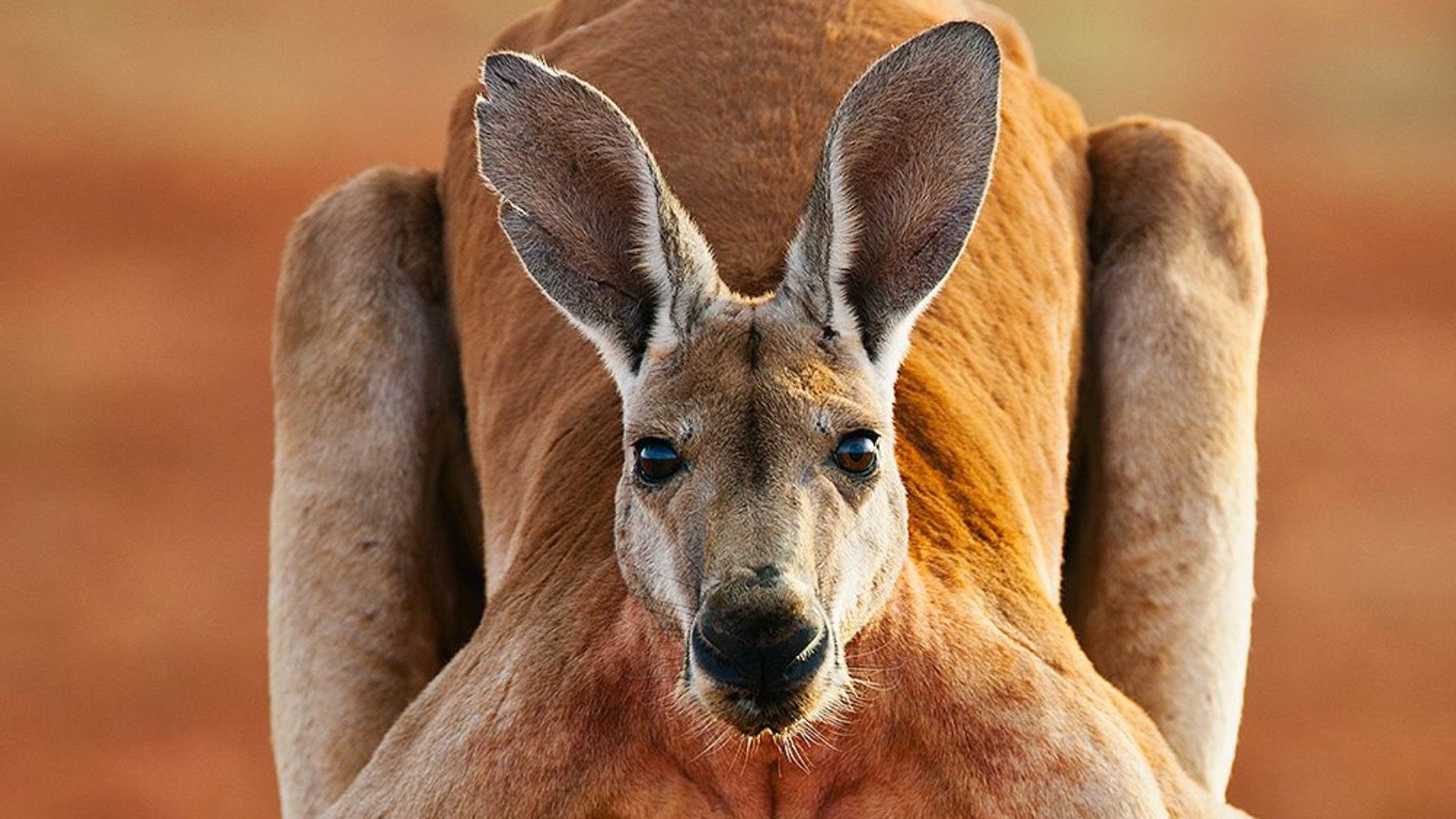 Man Dies From First Fatal Kangaroo Attack In 86 Years lifewithoutandy
