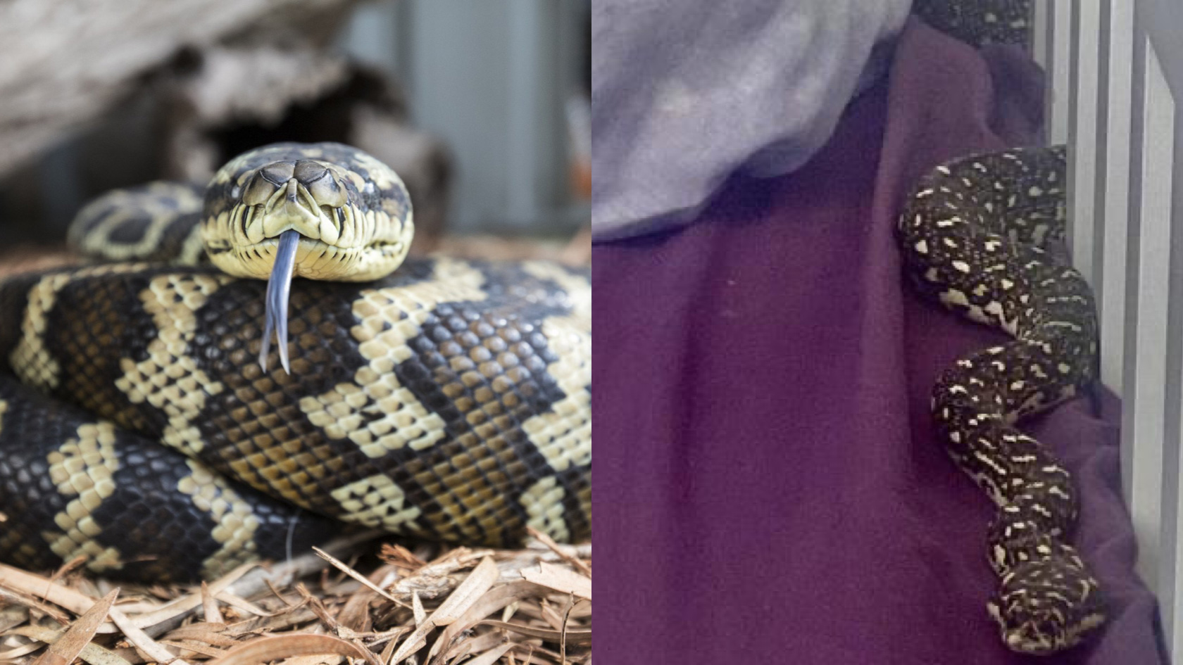 Got A Snake Phobia? Probably Avoid These Pics Of A Diamond Python