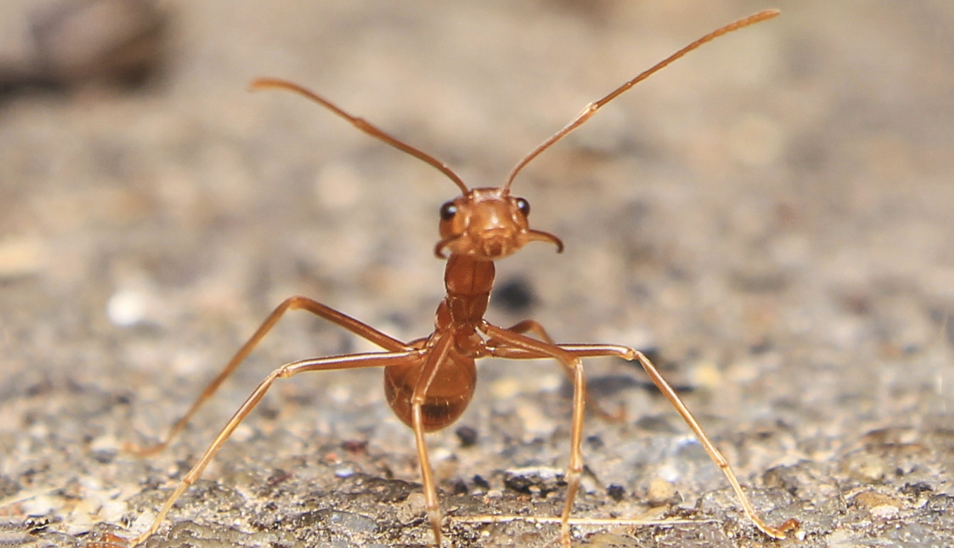 A Homeownersâ€™ Guide to Missouri Fall Pests Steve's Pest Control