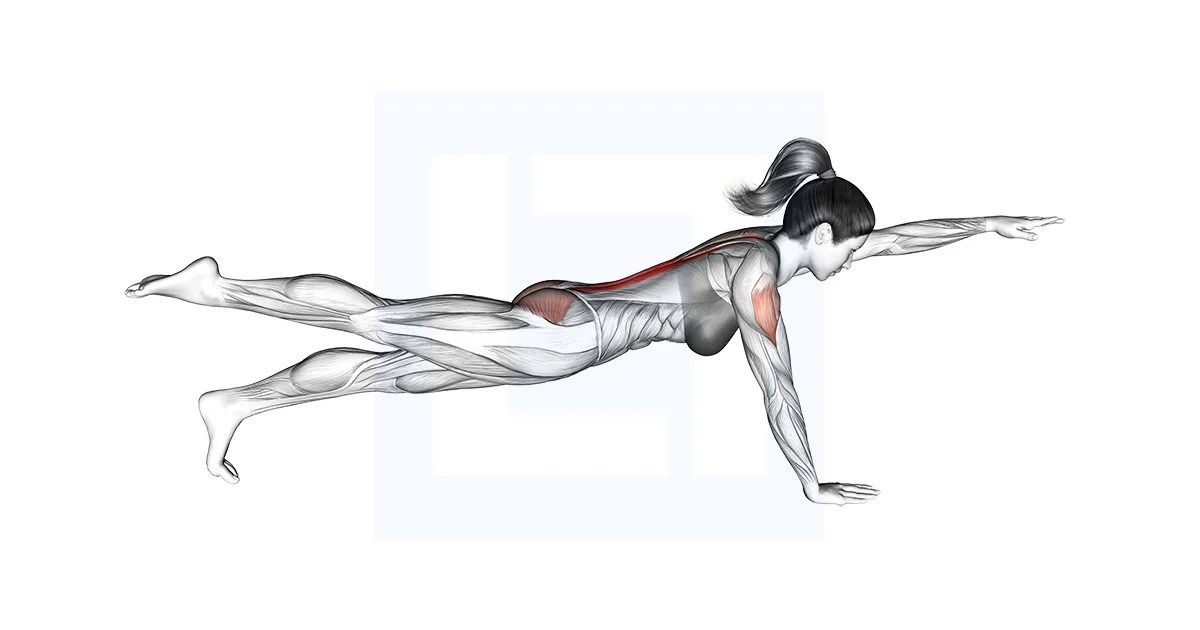 Bird Dog Guide, Benefits, and Form