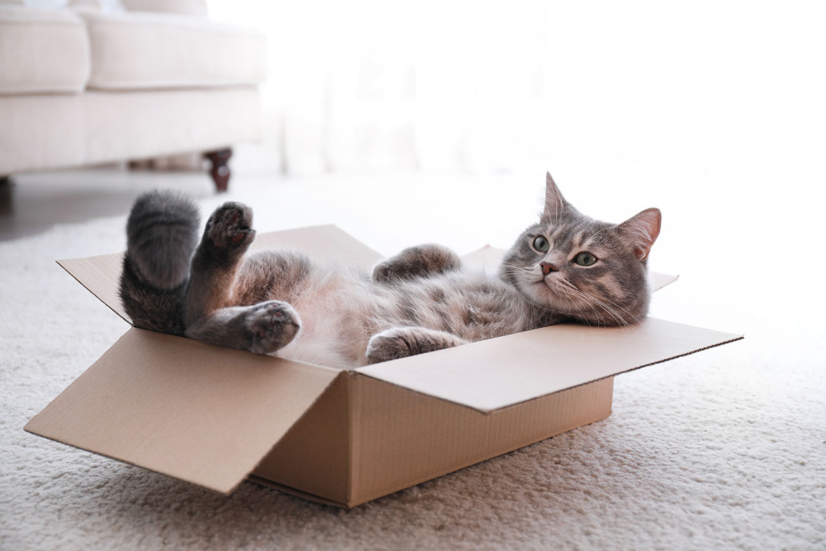 猫の腎不全(慢性腎臓病)に備える、ペット保険の活用法をFPがくわしく解説 保険比較ライフィ