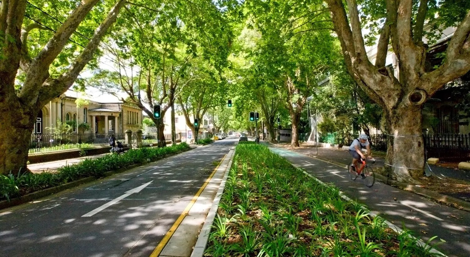 Boroondara's new Tree Canopy Strategy 2024 Lighter Footprints