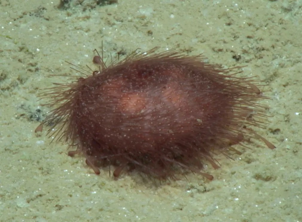 Kamptosoma abyssale – a type of sea urchin