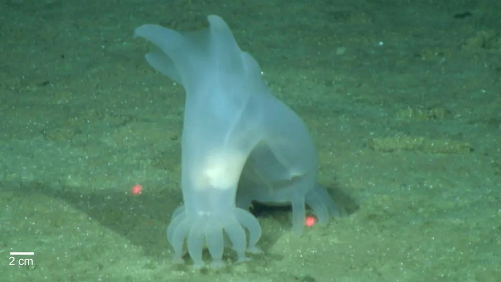 Peniagone vitrea – a type of sea cucumber