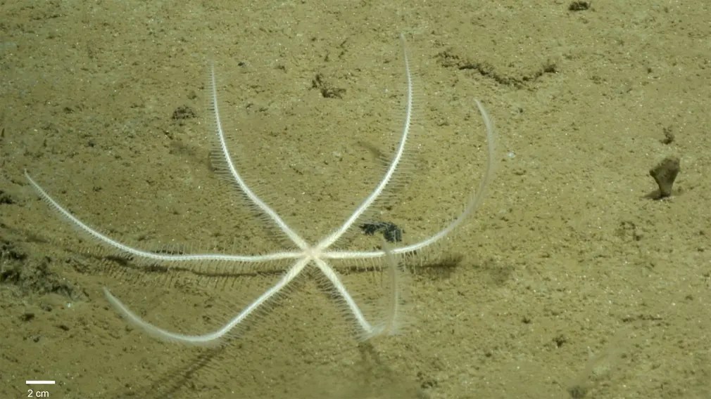 Freyastera tuberculata – a deep sea starfish – on the ocean floor of the Clarion Clipperton Zone (CCZ)