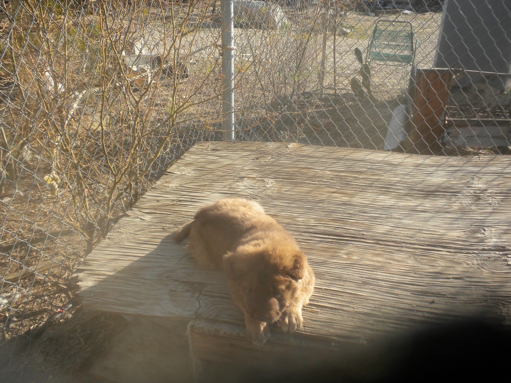 Lighthouse Puppies Puppy for sale in Palm Springs, Palm Desert
