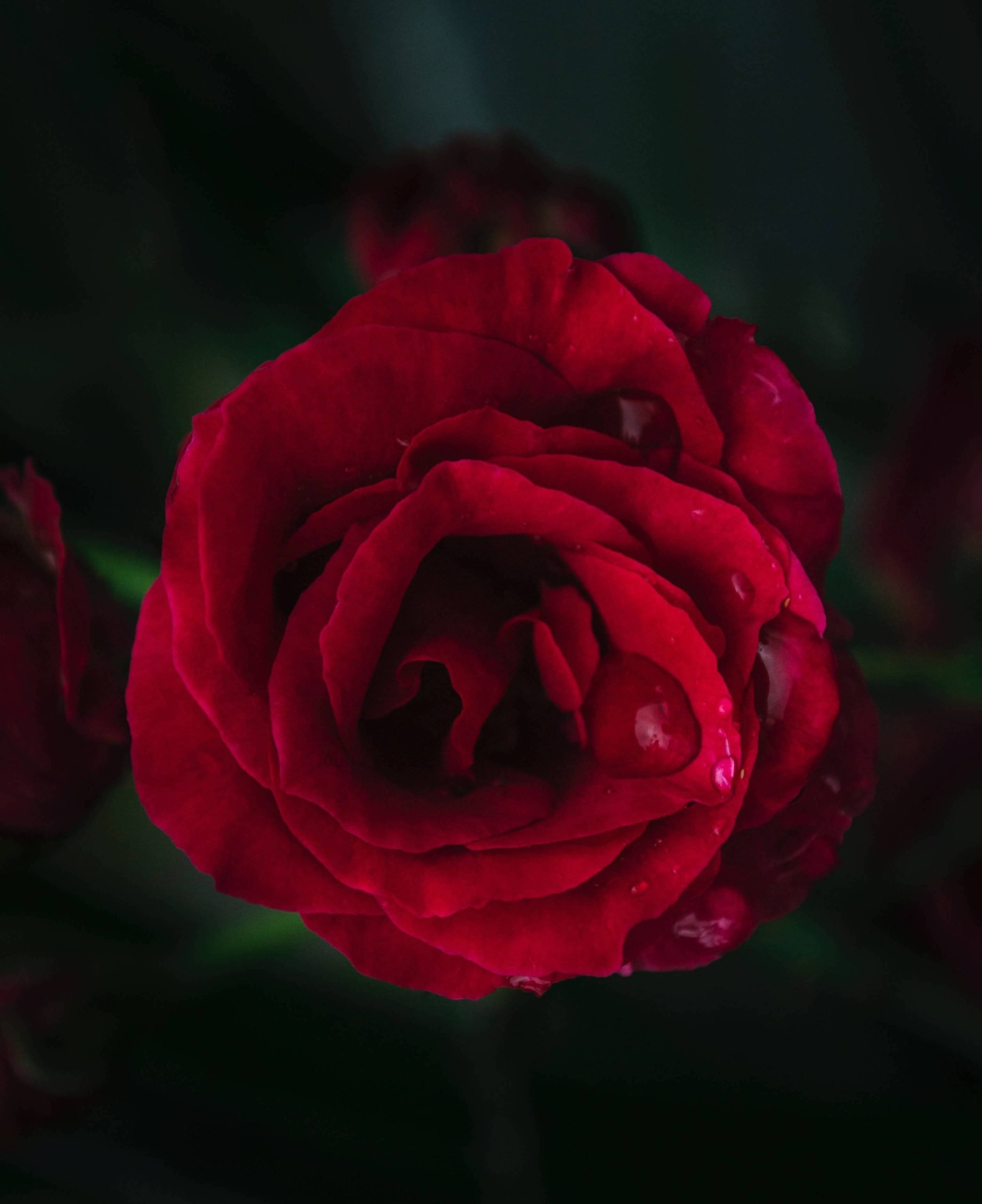 Funeral Services Lighthouse Funeral and Cremation Services