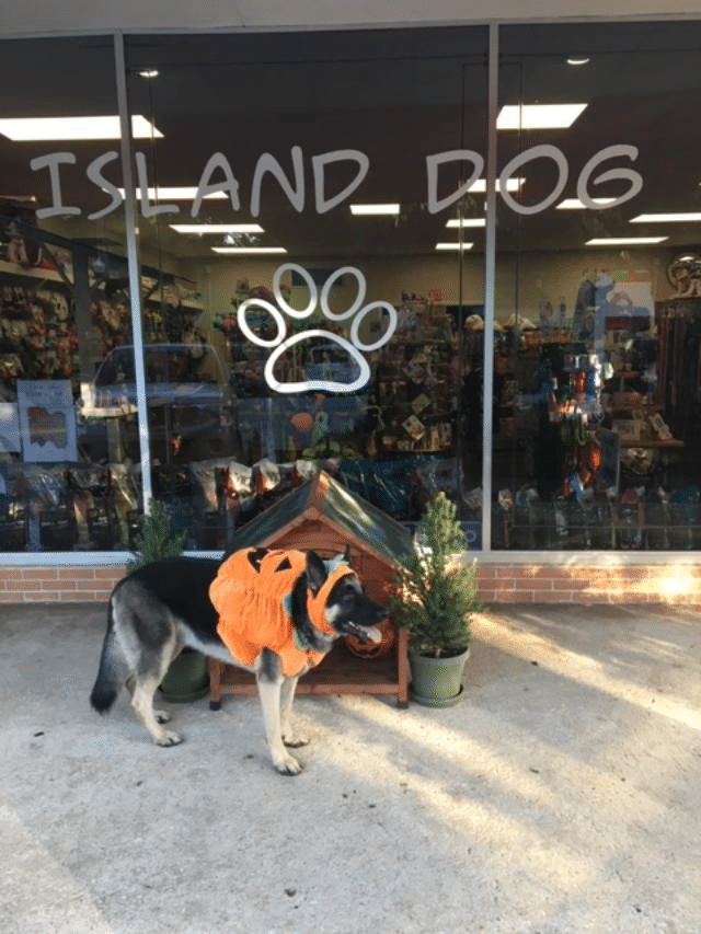 Is St Simons Island Dog Friendly St. Simons Island A Petfriendly