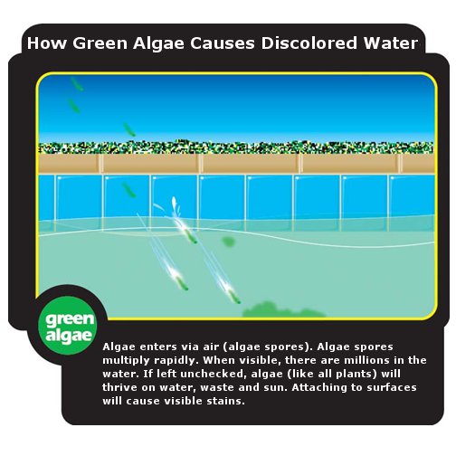 Top 91+ Images Pictures Of White Water Mold In Pool Updated