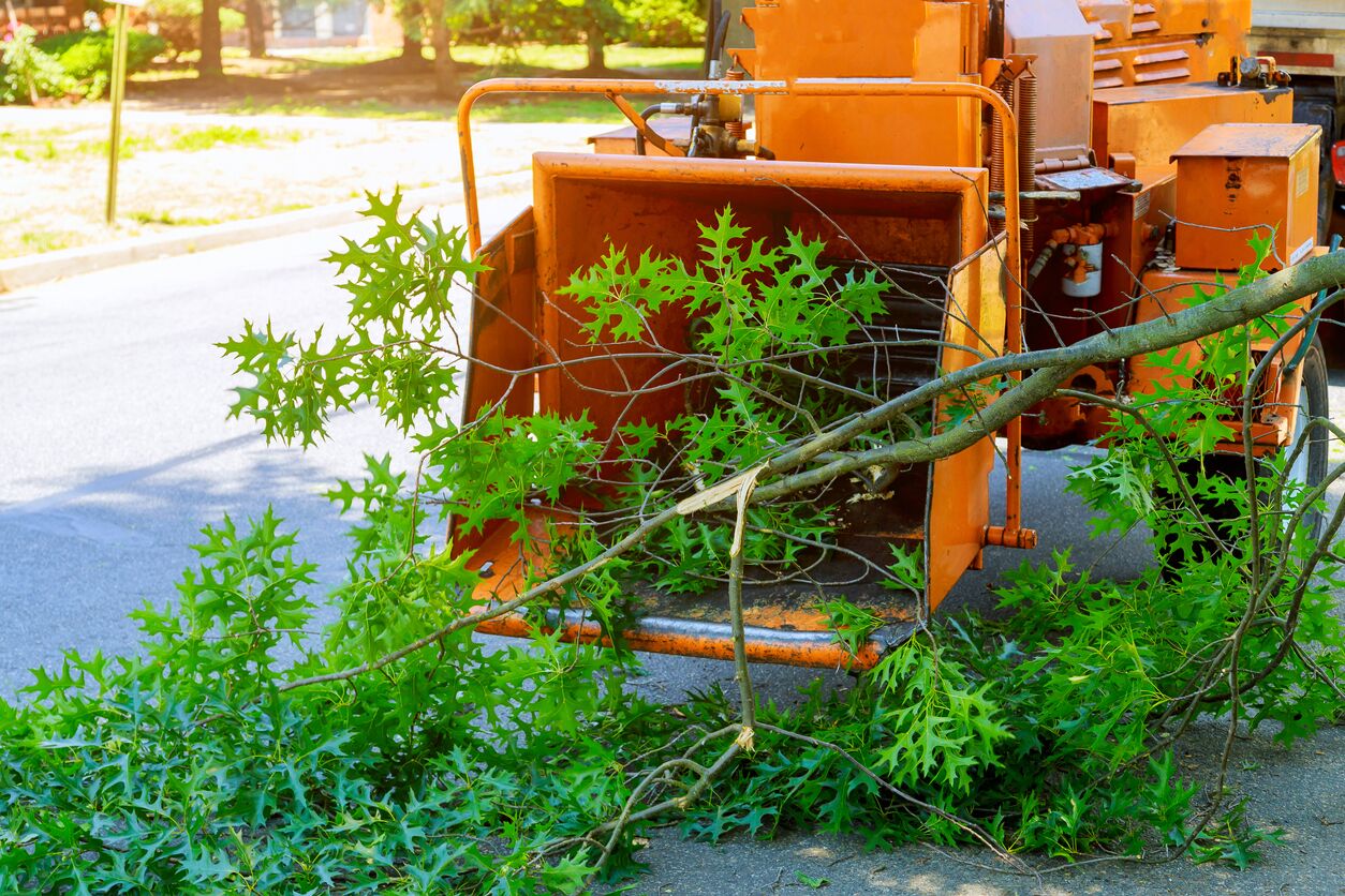 Affordable Brush Chipping Service Tree Removal Service Plymouth MA