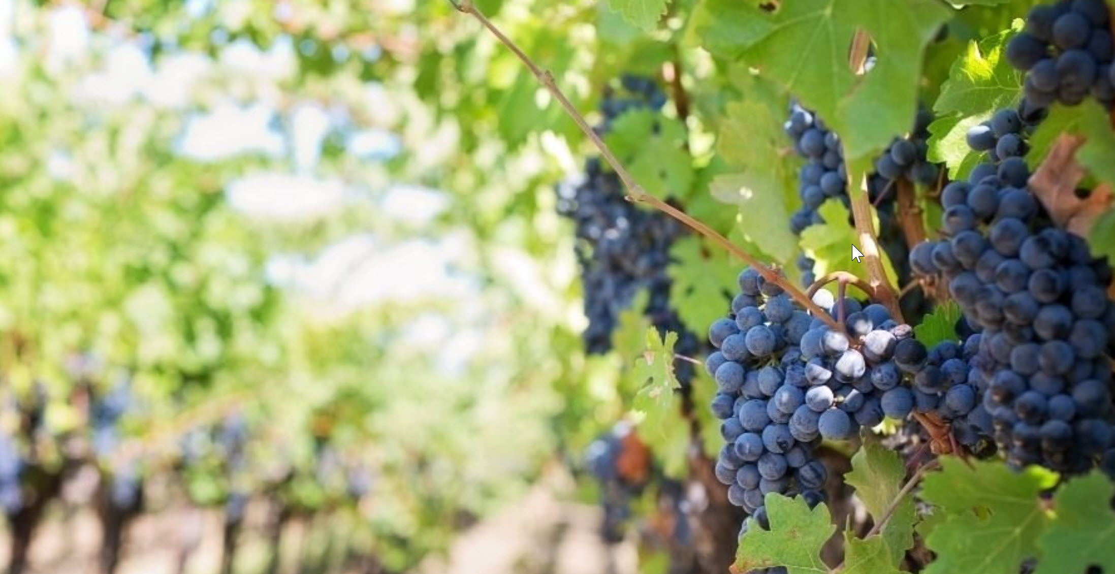 The Grapes are bigger than the Giants! LightNside