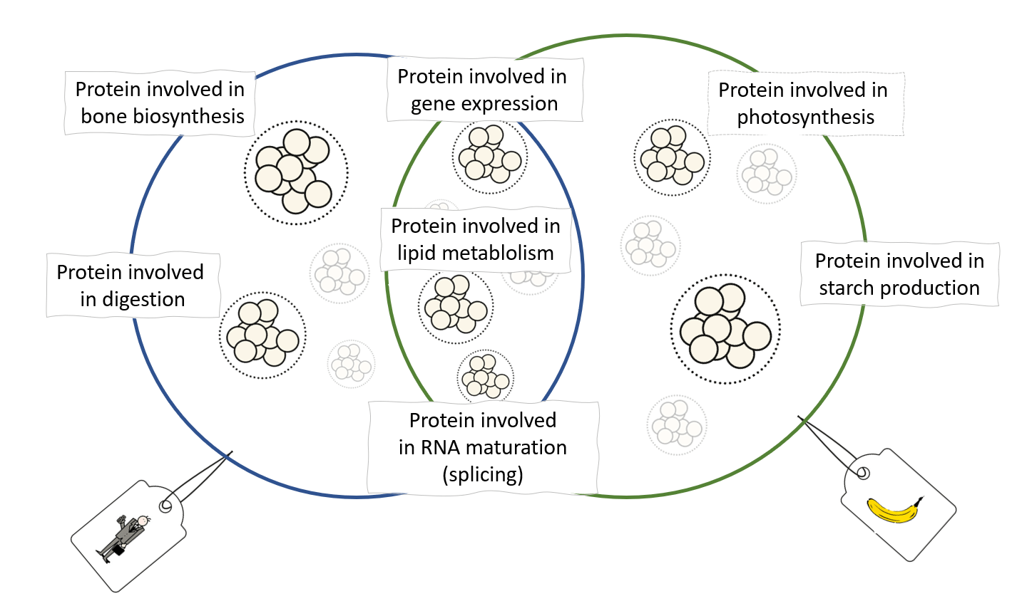 Banana Split In the Light of Evolution