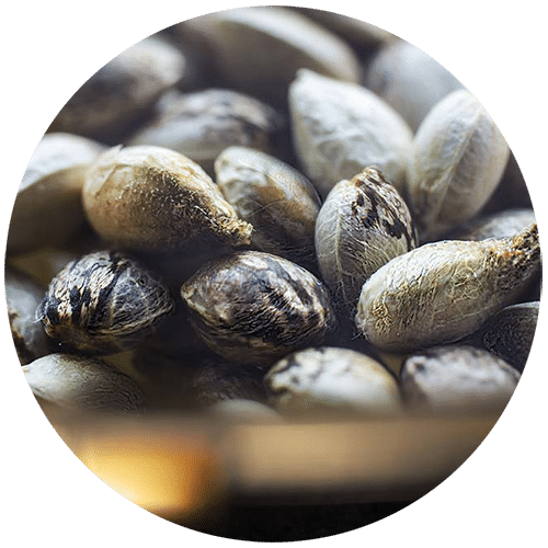 Lightshade Marijuana Dispensaries in Denver & Aurora Best Selection