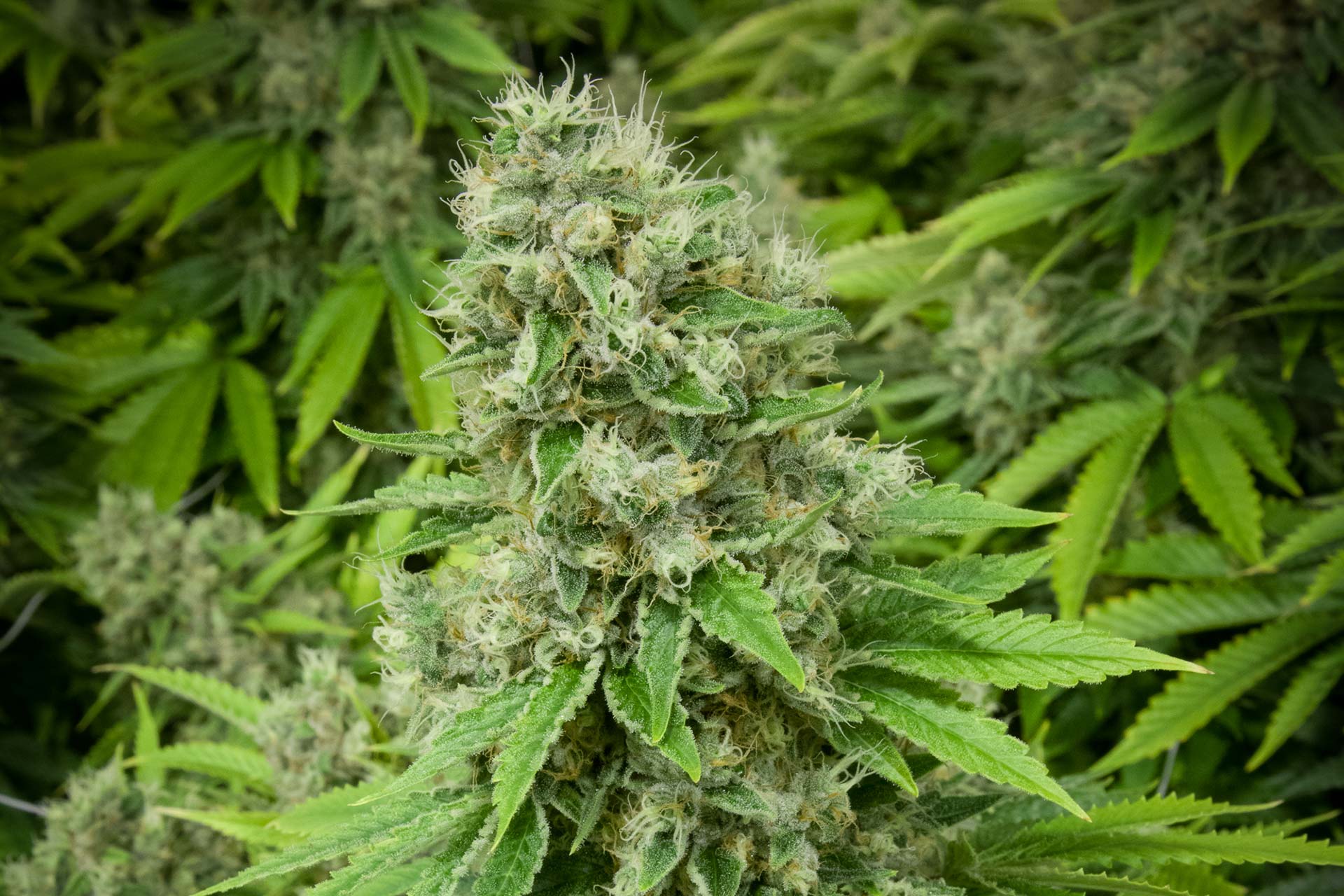 Fruity Pebbles Lightshade