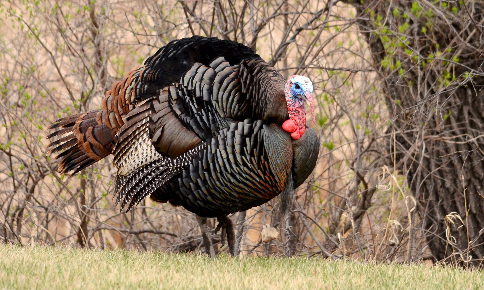 Selecting A Call Lights Out Custom Calls