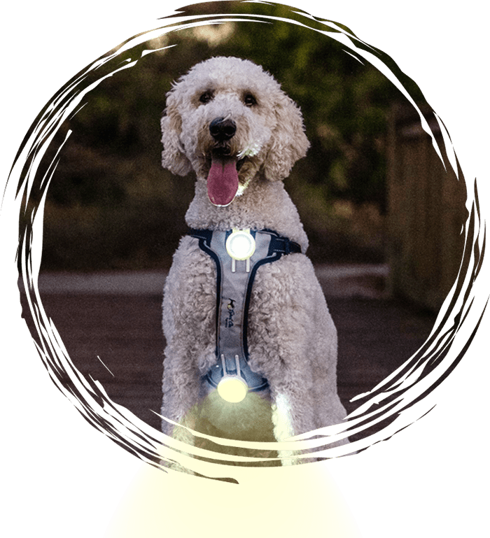 Protect Your Pet From Nighttime Hazards Light Spot Up Pet Harness