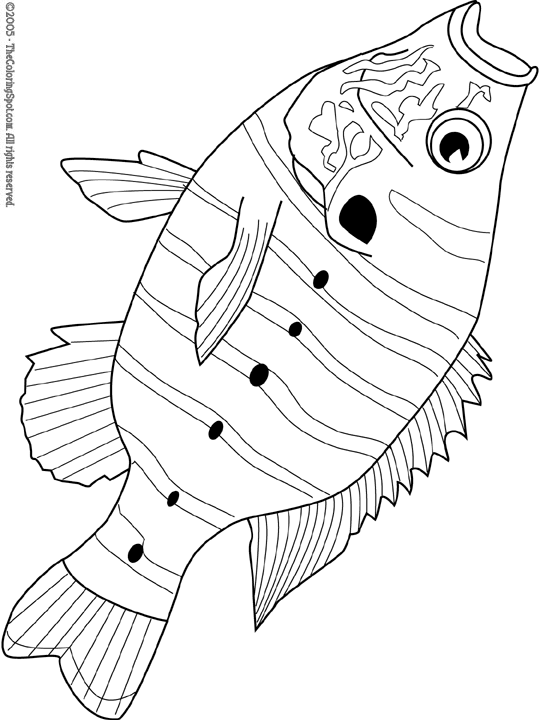 Sunfish Coloring Page Audio Stories for Kids Free Sunfish Coloring Page Audio Stories for Kids Free