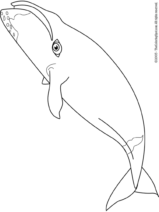 Bowhead Whale Coloring Page Audio Stories for Kids Free Coloring
