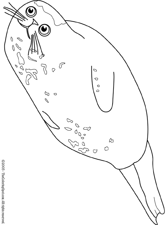 Harbor Seal Coloring Page Audio Stories for Kids Free
