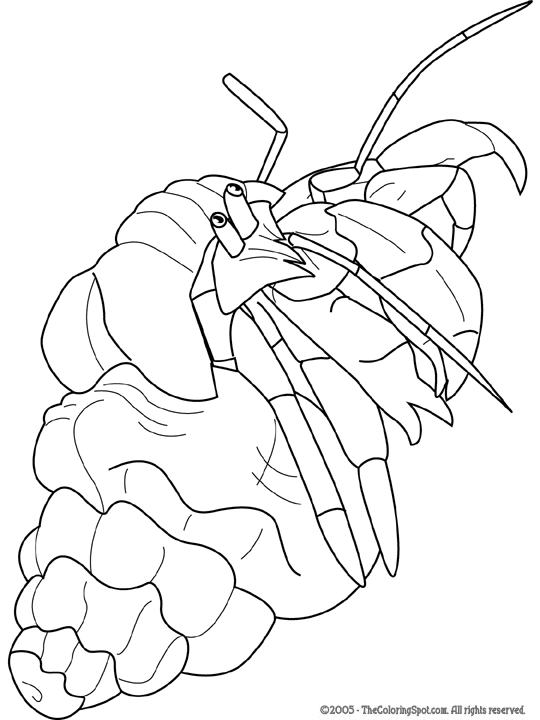 Hermit Crab Coloring Page Audio Stories for Kids Free Coloring