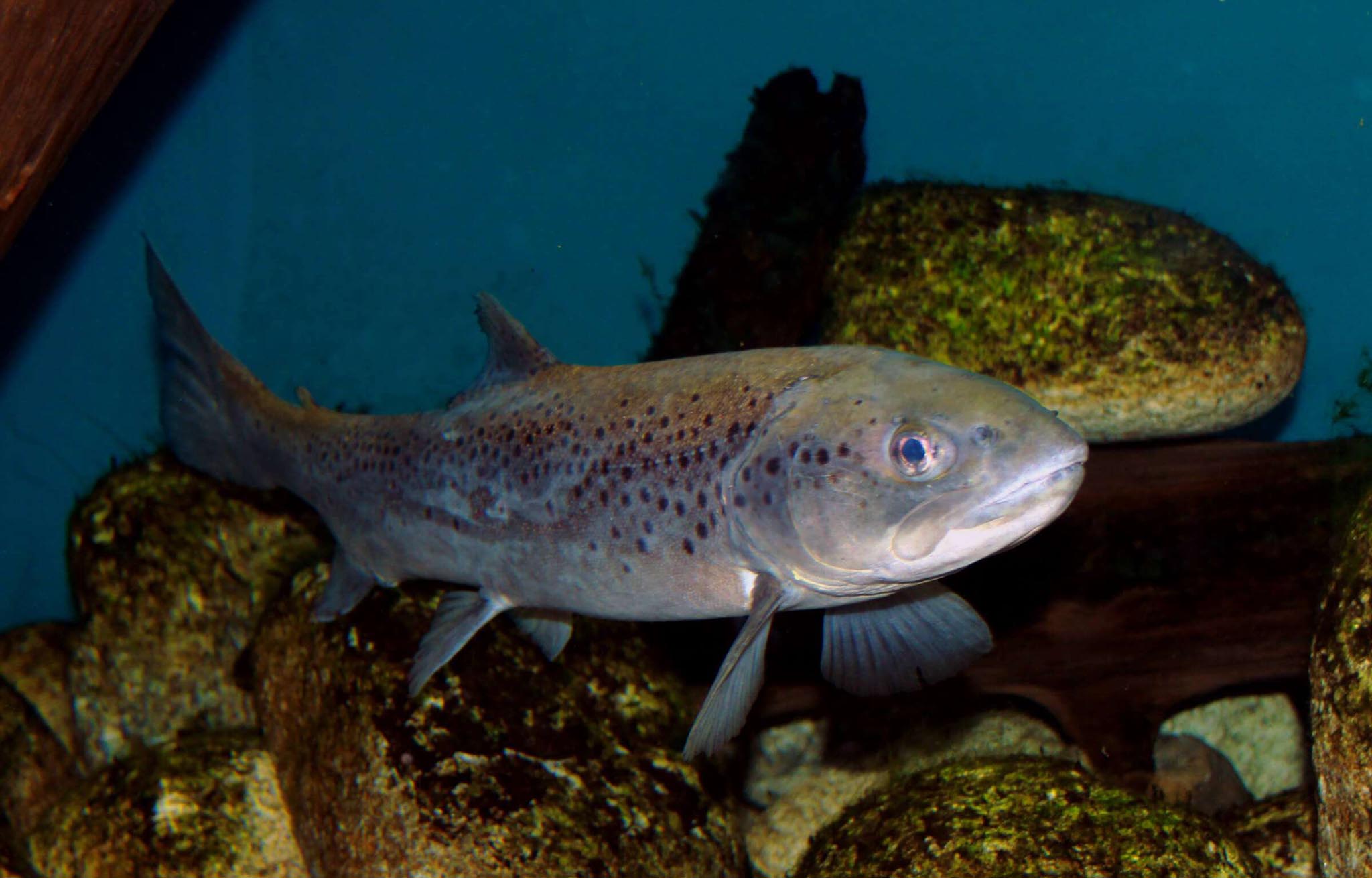 Regione Liguria, al via domenica la pesca alla trota Liguria Business