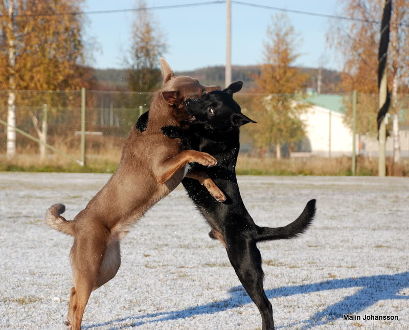 I MITT HJÄRTA ÄR NI FÖRALLTID KVAR FÖR ÄLSKADE NI ÄR MITT HJÄRTA Det