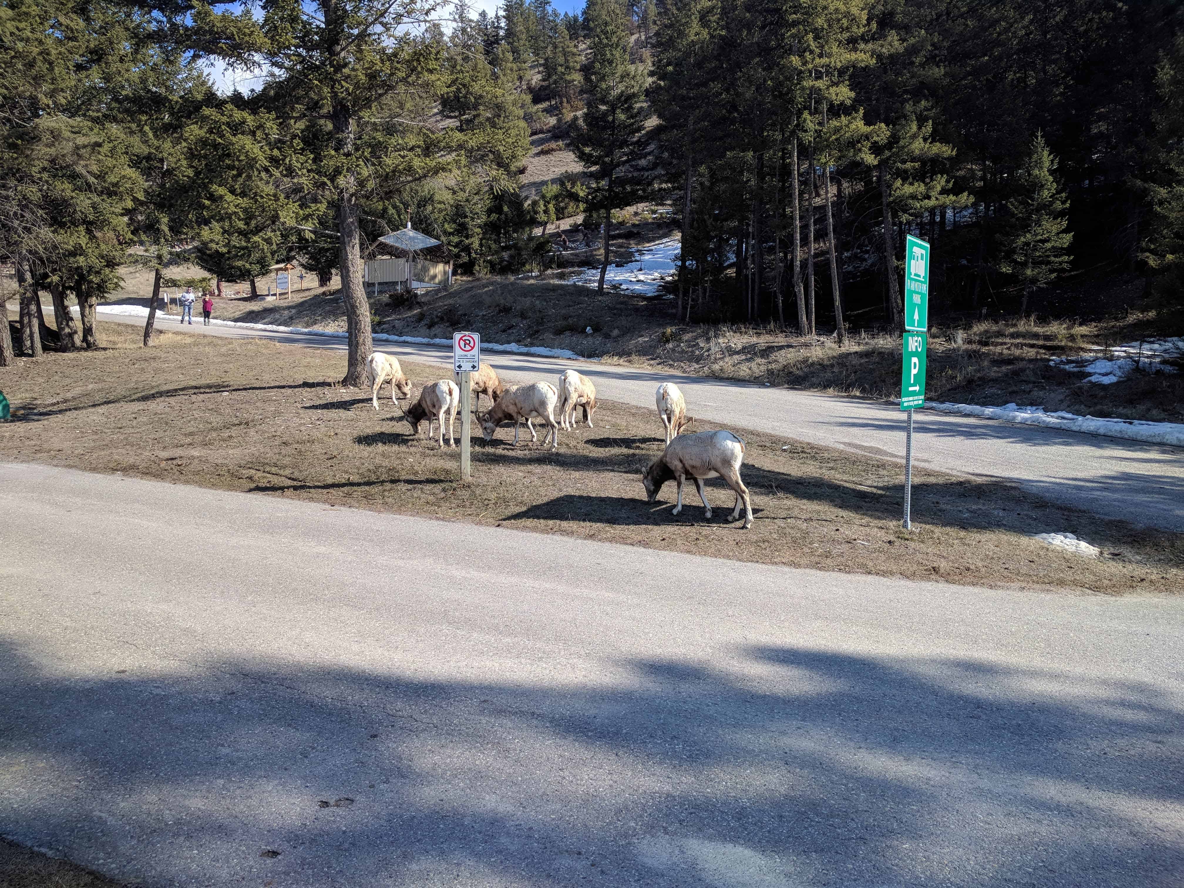 big horn sheep grazing in the middle of the road