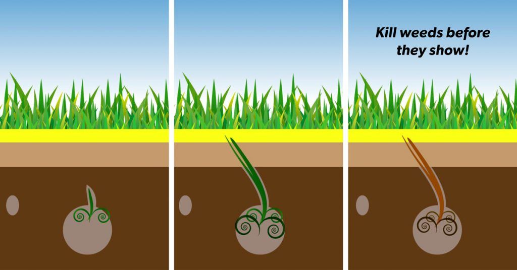 What Is Pre Emergent Weed Killer? Herbicide Lawn Care Routine