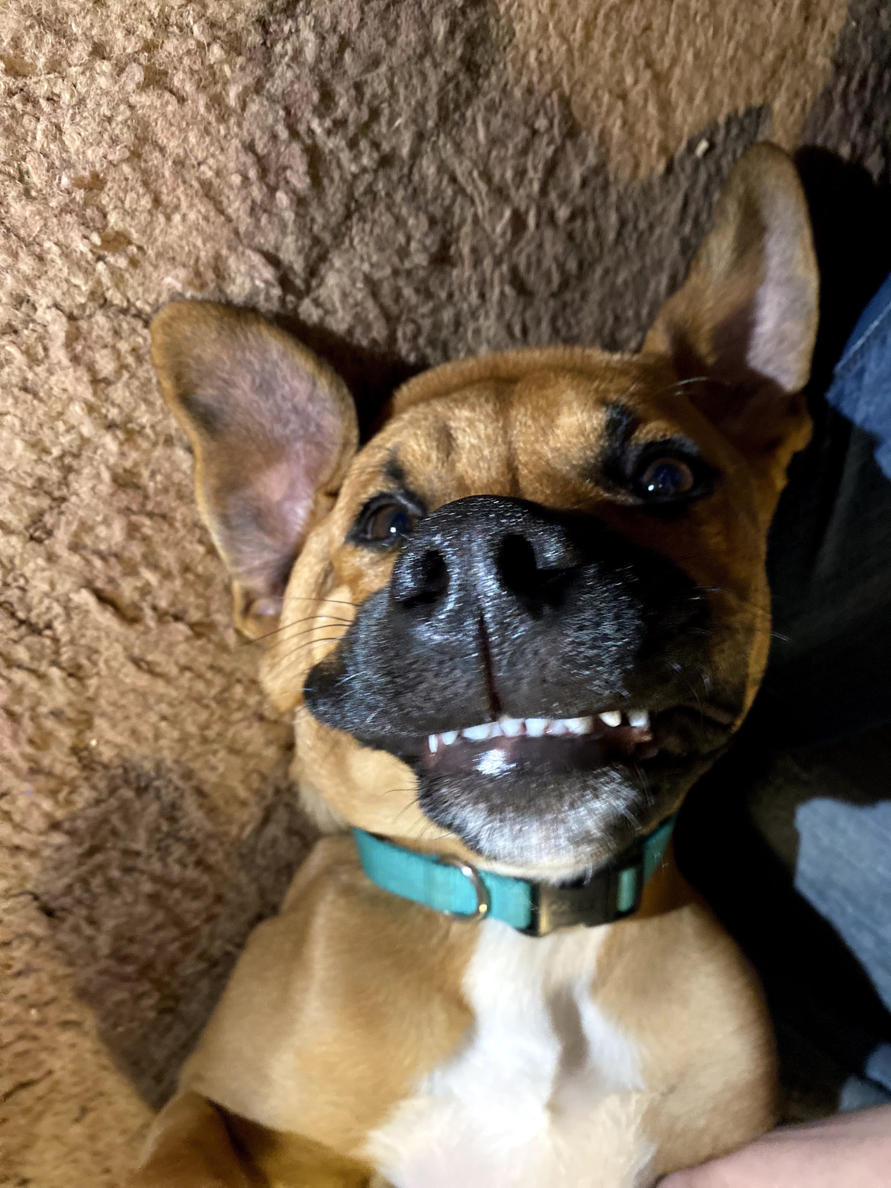 Why Do Dogs Chew on Everything? Harvey Our Boy