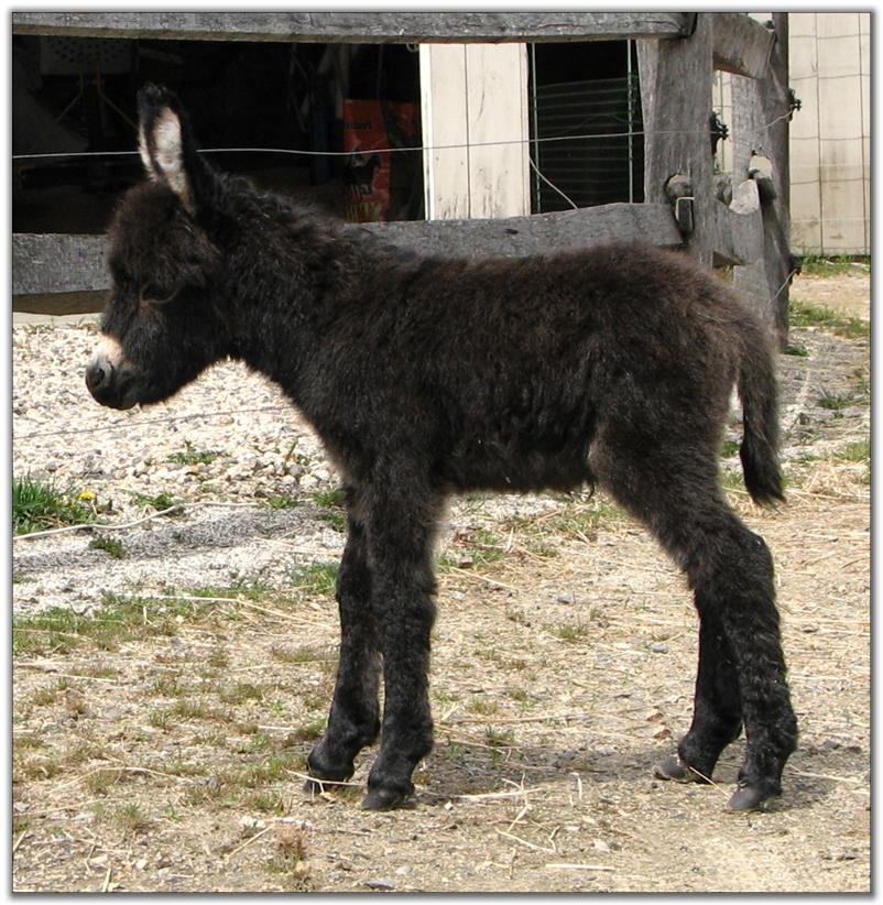 Itsy Bitsy Burro Company Miniature Donkeys For Sale