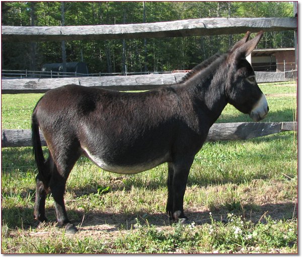 Itsy Bitsy Burro Company Miniature Donkeys For Sale