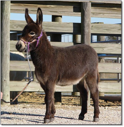 Itsy Bitsy Burro Company Miniature Donkeys For Sale