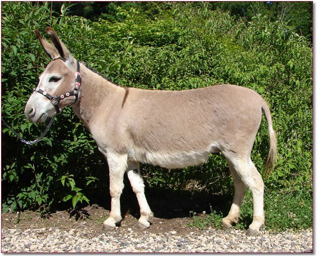 Itsy Bitsy Burro Company Miniature Donkeys For Sale