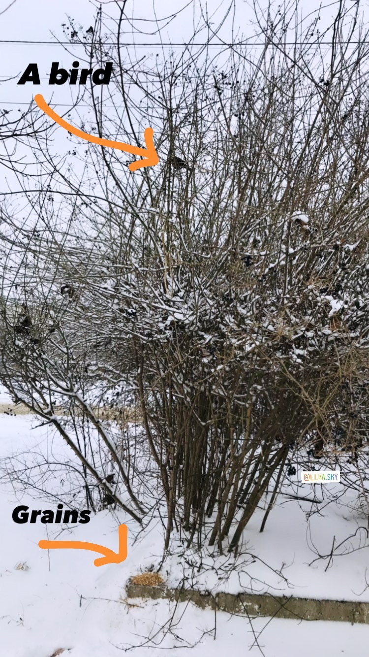 Helping birds in cold weather. PHOTO+VIDEO LilkaSky