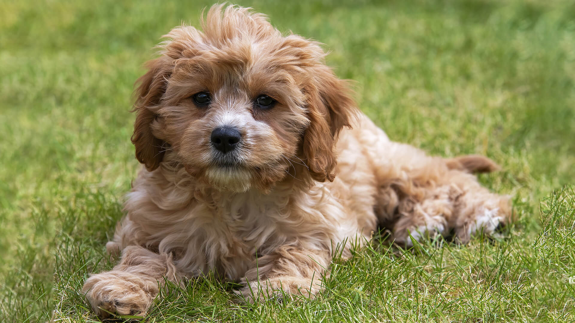Pet Cavapoo Personality, Diet, Care & Everything Else Lil Pet