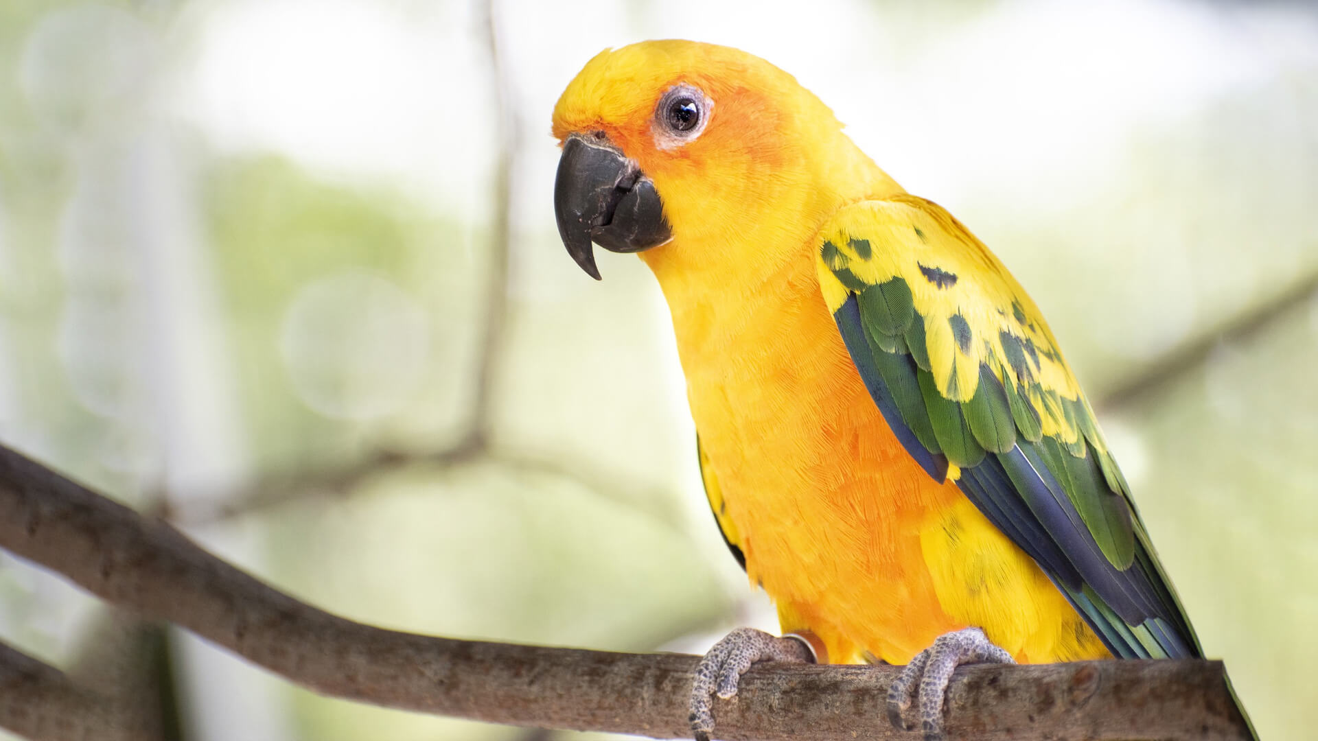 Pet Sun Conure Personality, Diet & Care Lil Pet