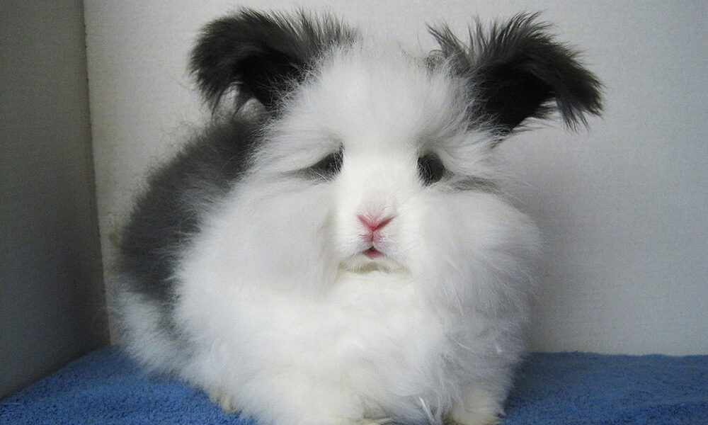 Pet Angora Rabbit Keeping Care Like a Pro Lil Pet