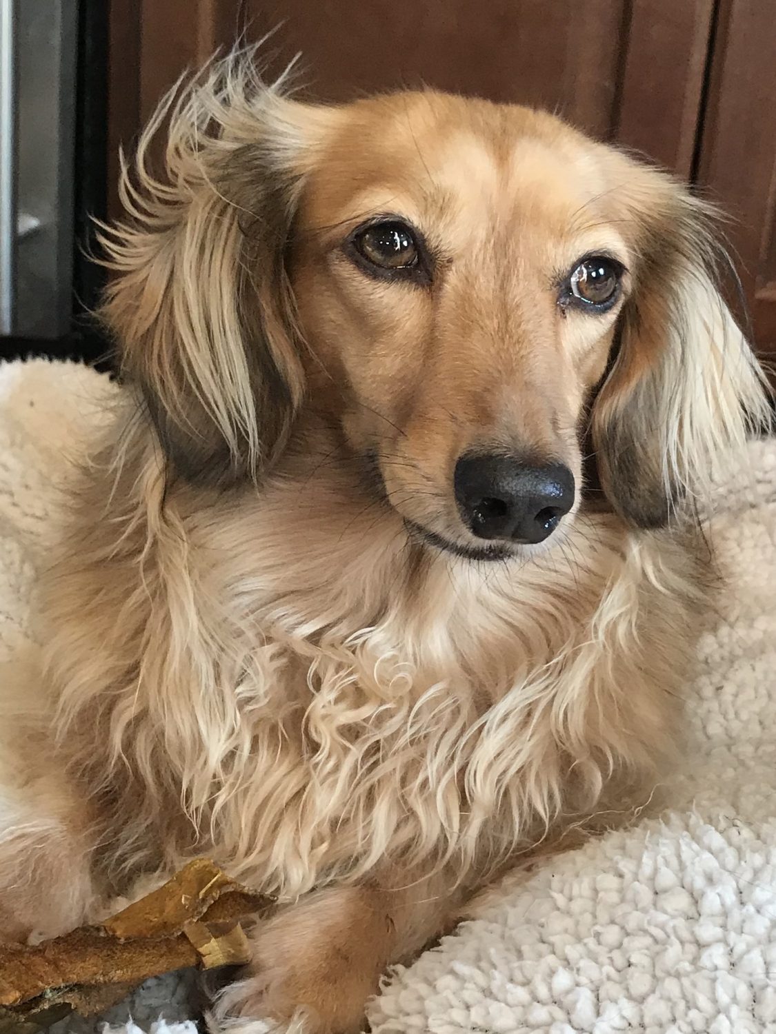 Dachshund Dog Boarding Cage Free Dog Boarding