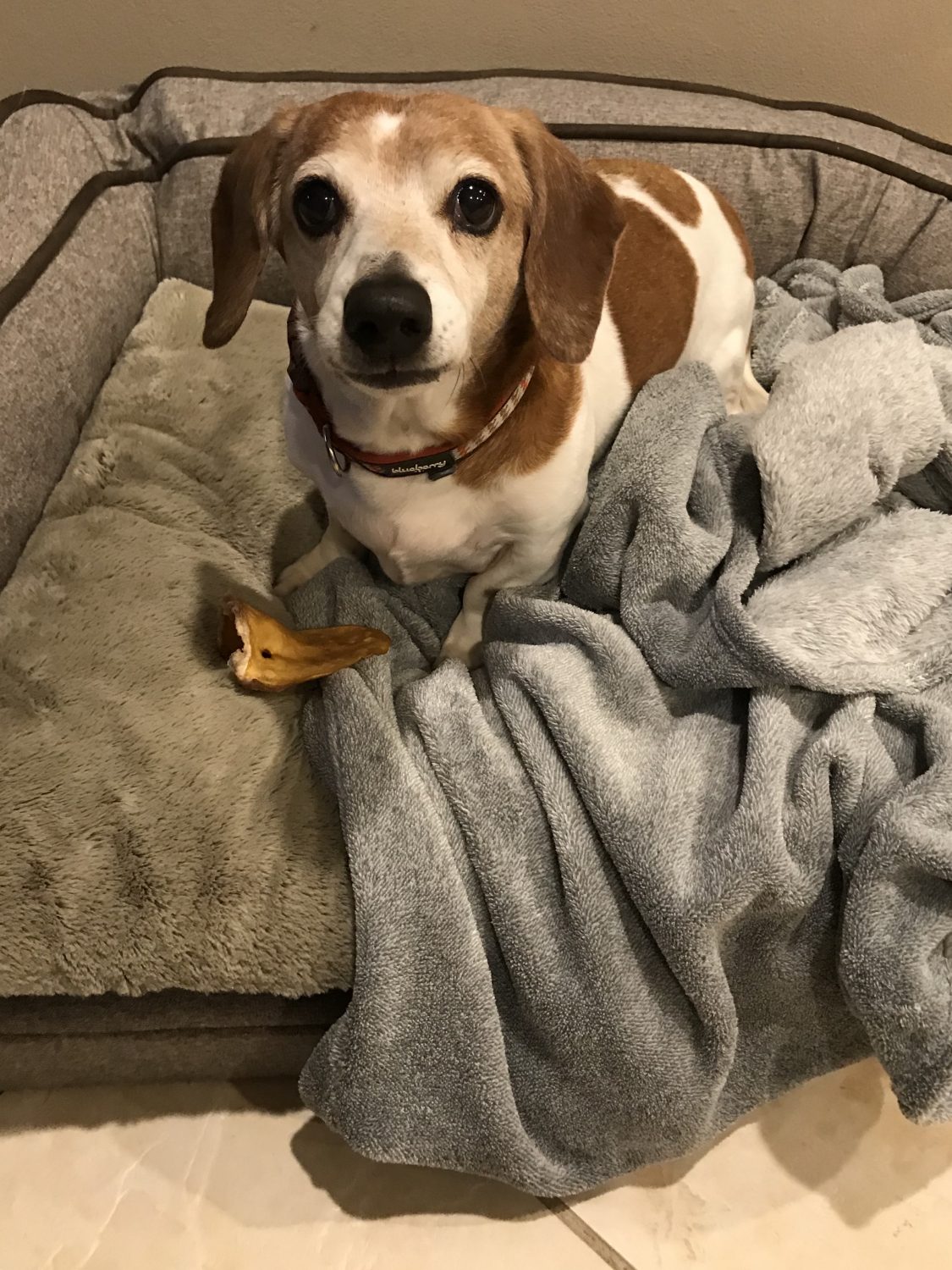 Dachshund Dog Boarding Cage Free Dog Boarding