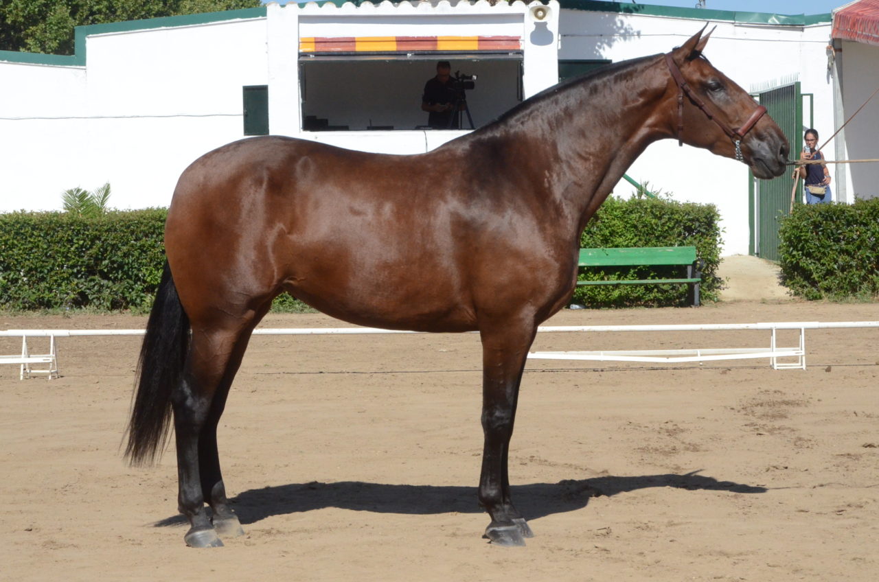 Ya se conocen las fechas para los JJOO de Paris 2024 Lily Forado