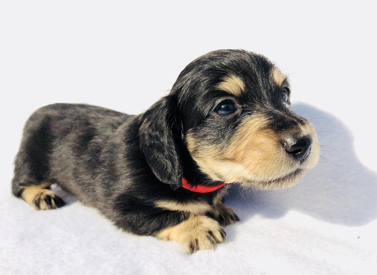 Max Black And Cream Longhaired Mini Dachshund