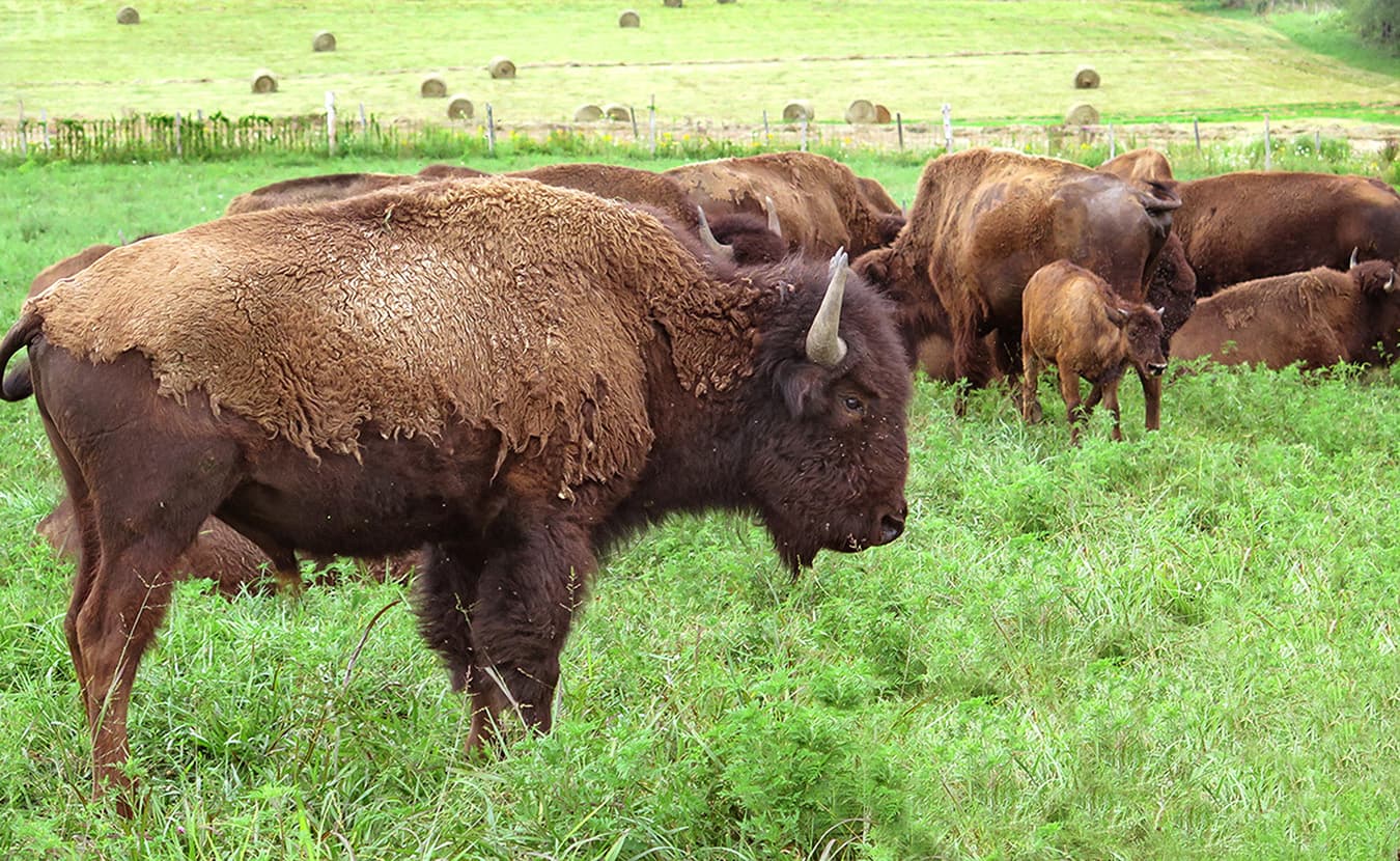 Bring on the Bison Natural, Nutritional Meat Making a Comeback in