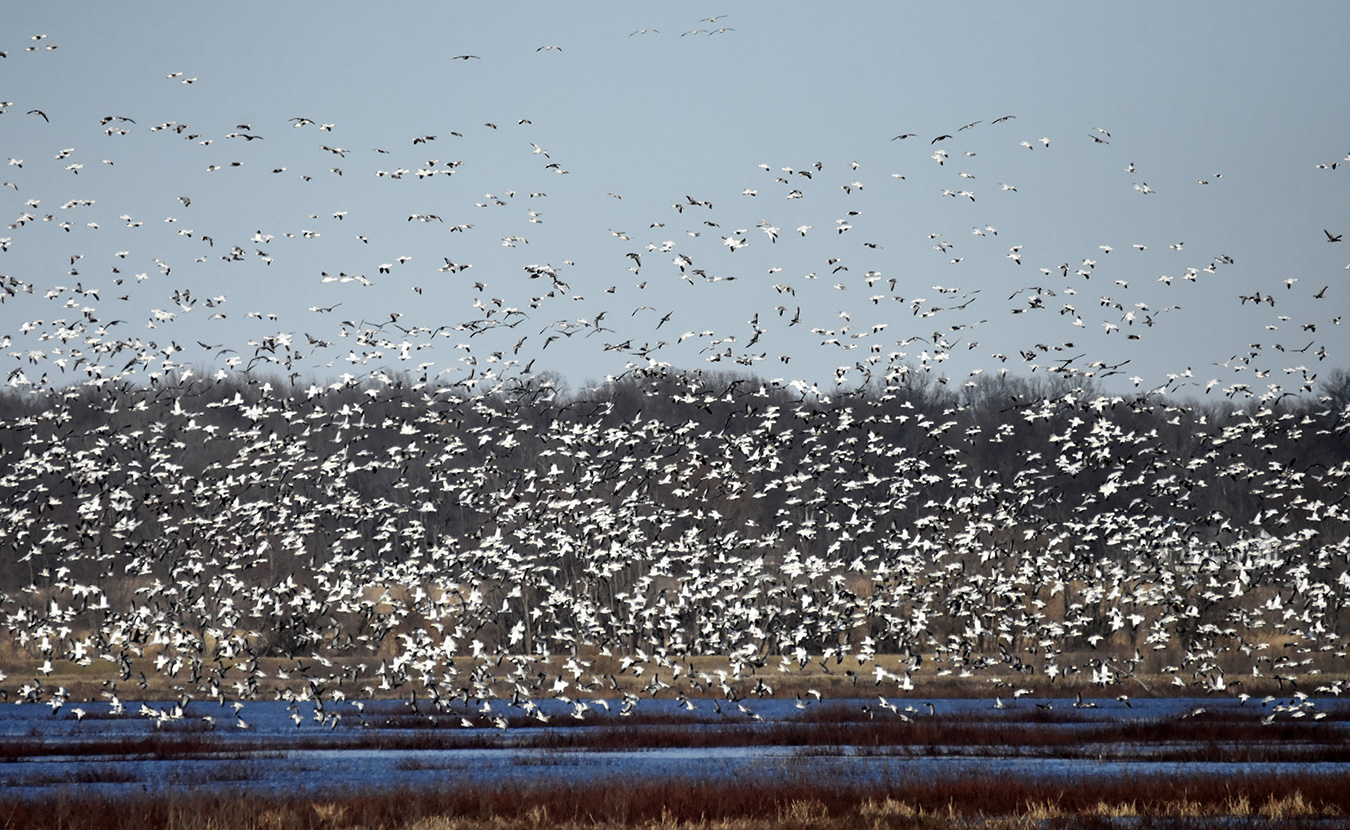 Treasure Hunting at Goose Pond During Marsh Madness Limestone Post