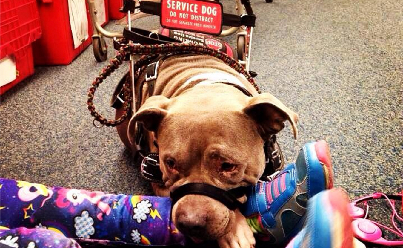 Pitbull Service Dog