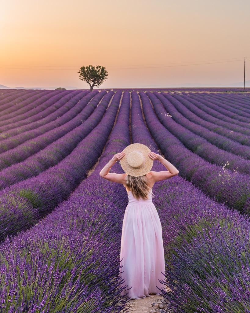 Essential Guide to the Lavender Fields in Provence Limitless Secrets